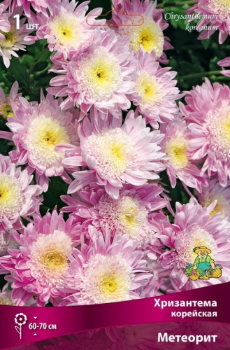 Корневище Хризантема корейская Метеорит I 1шт Поиск 