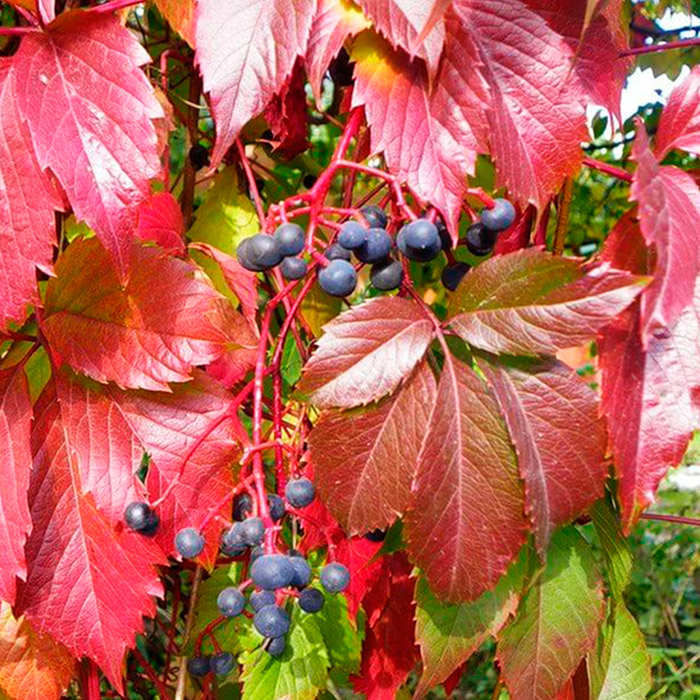 Виноград девичий в ассортименте v2 Tim 