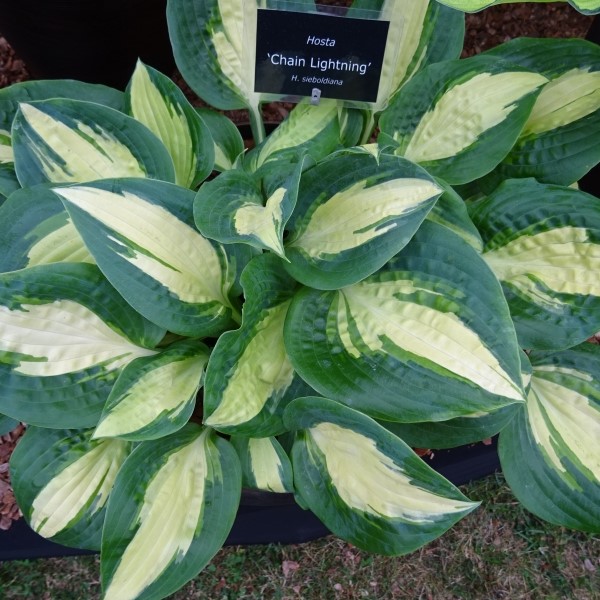 Хоста Чейн Лайтнинг v2 Tim 