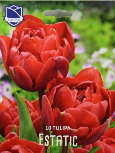 Луковица Тюльпан Эстатик 12/14, 10 шт/уп 