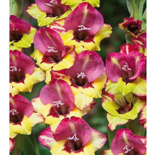 Луковица Гладиолус Васто (Бамбино), 10шт/уп 