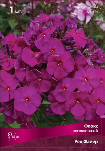 Кореневище Флокс метельчатый Ред Файр 1шт Поиск 