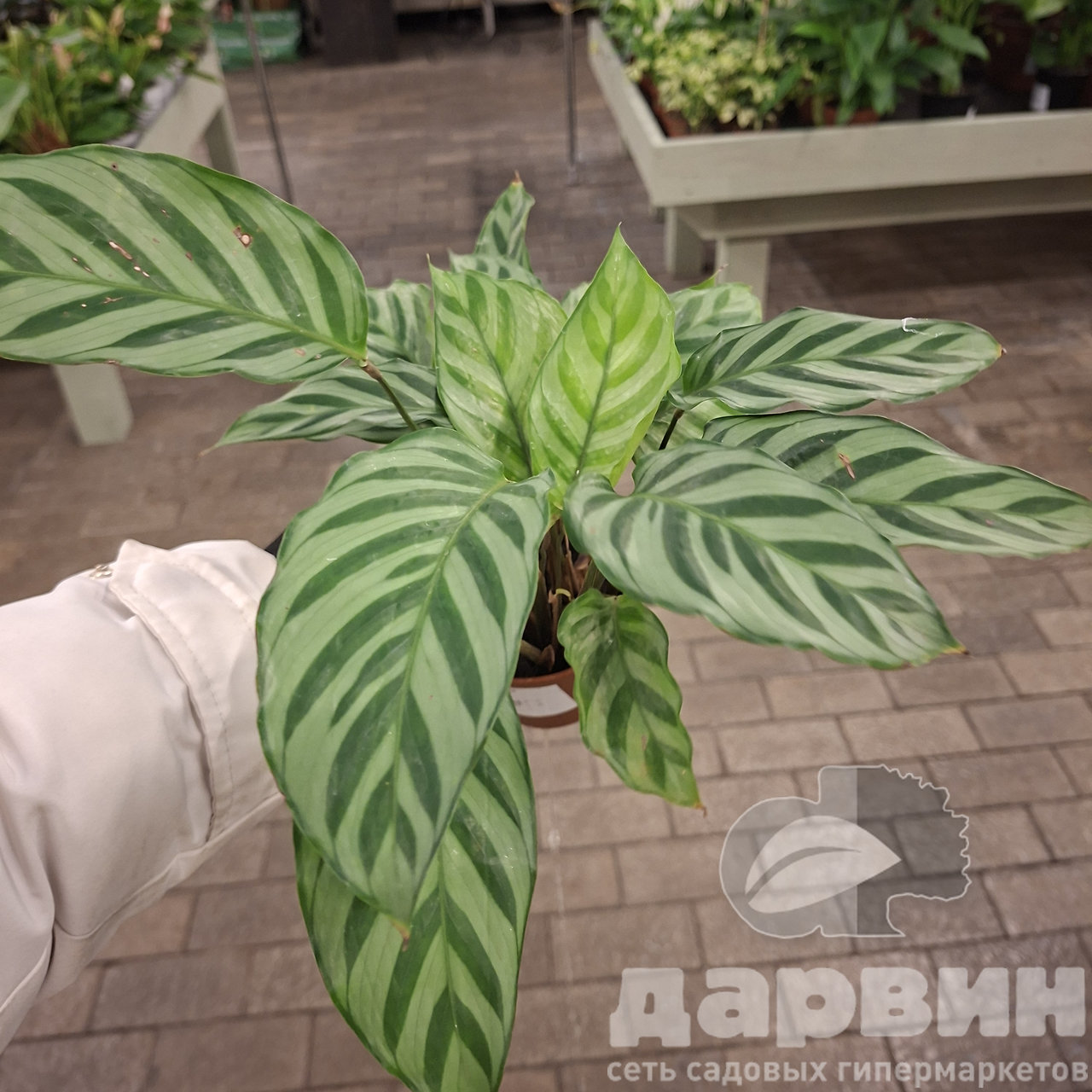 Калатея d10 ЯР 