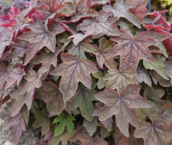 Гейхерелла Арт Деко ,С2 ЦО 