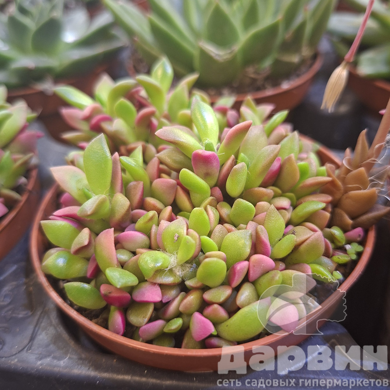 Анакампсерос Руфесценс Пинк d8 h9 