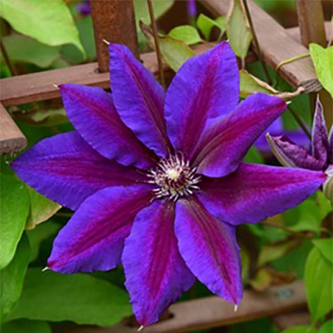 Клематис Wildfire C2 CL 