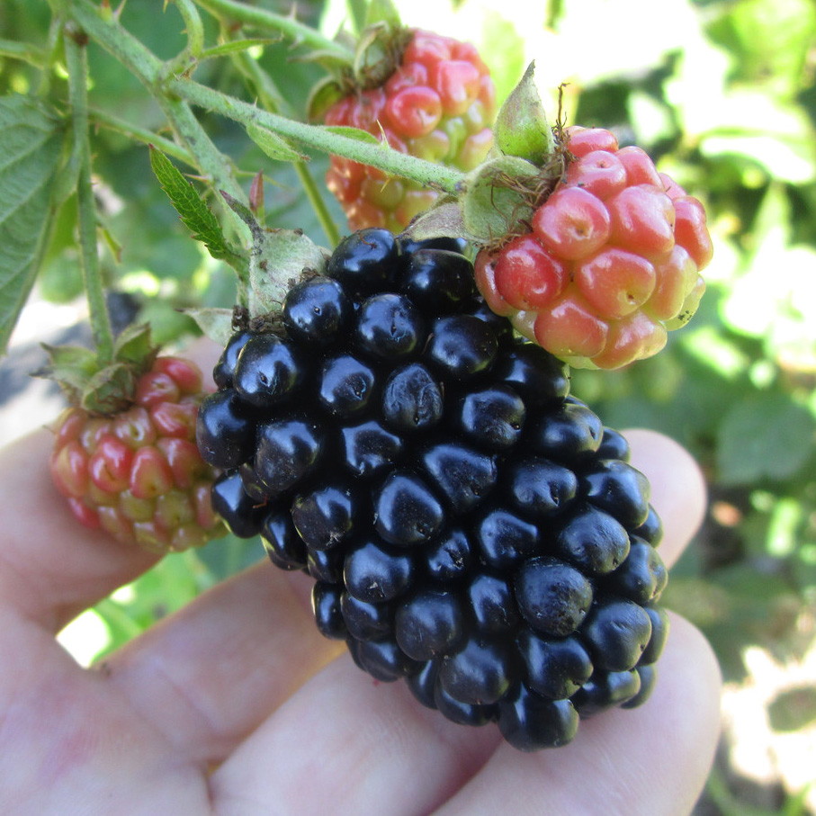 Ежевика Киова v1 Tim 