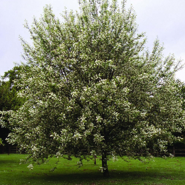 Черемуха обыкновенная Ватерери h250-300 Sav 