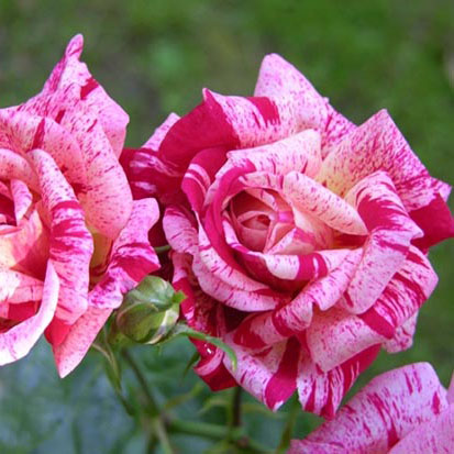 Роза плетистая ТВИСТ v7 Fr 