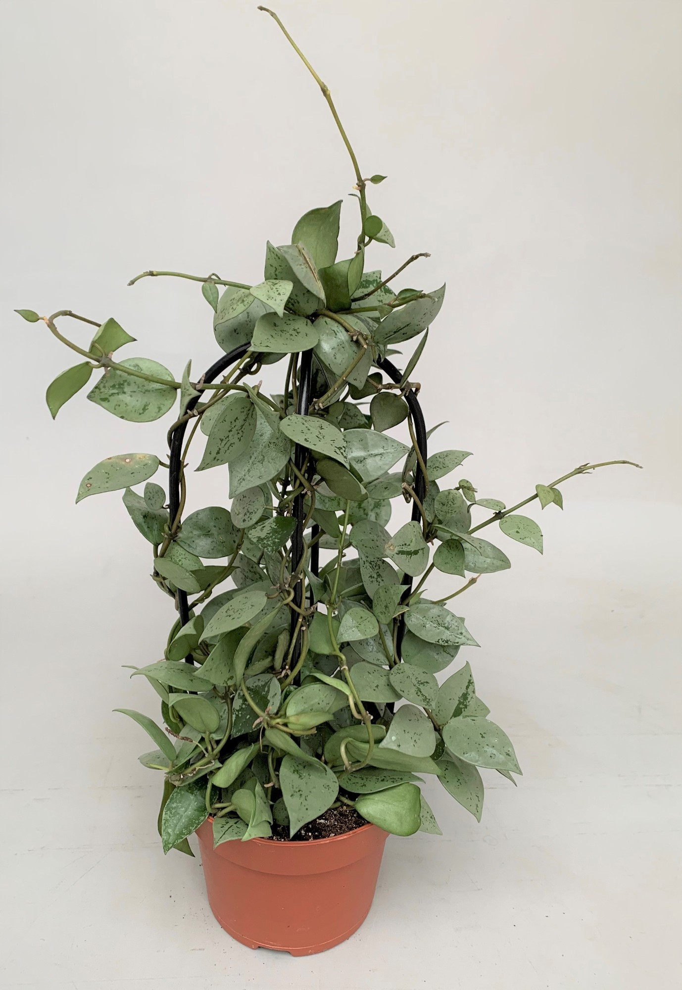 Хойя Бов d12 h40 