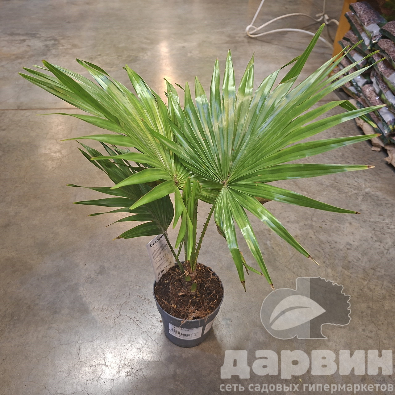 Ливистона Ротундифолия d12 h35 