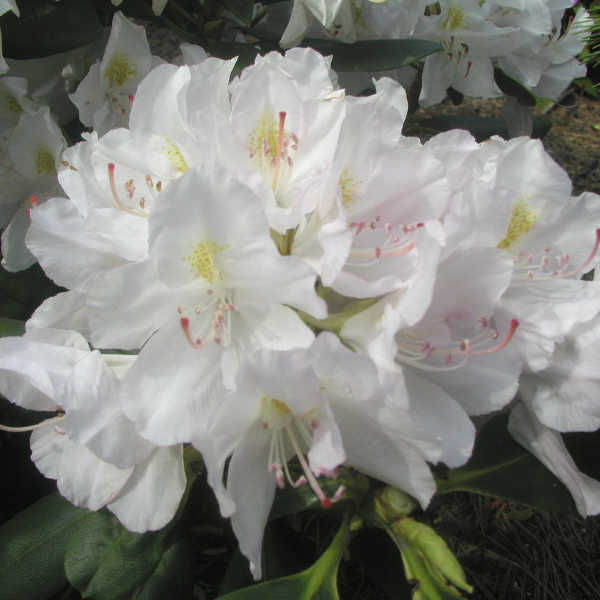 Рододендрон гибридный Катевбинский Альбум c5 