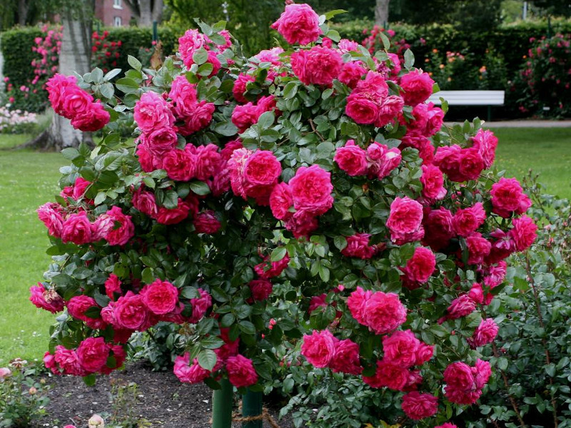 Роза плетистая в асс v5 Tim 