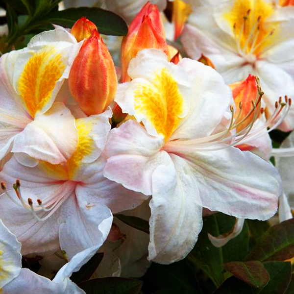 Азалия гибридная Силвер Слиппер P9 