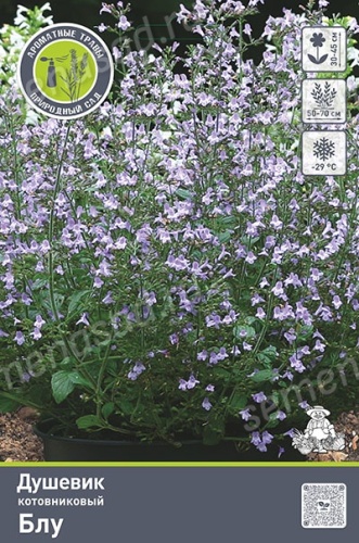 Кореневище Душевик котовниковый Блу 1шт Поиск 