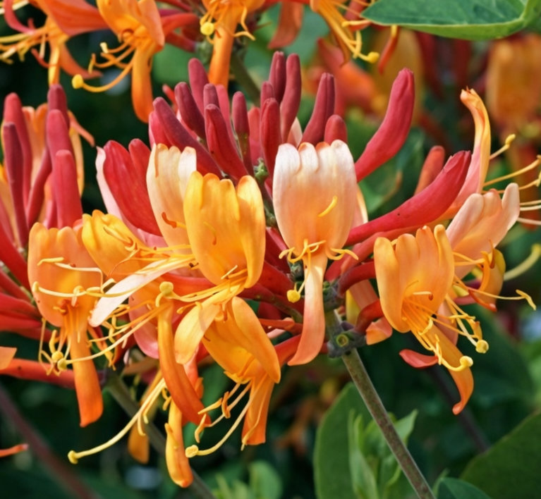 Жимолость гекротта Американ Бьюти v2 Lav 