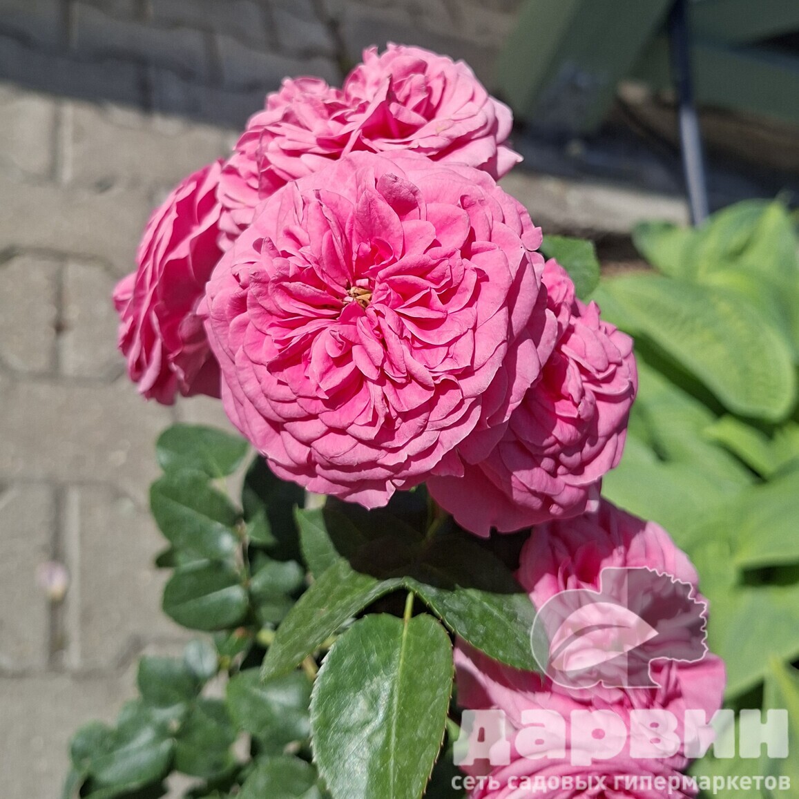 Роза парковая Уильям  Кристи v5 Lav 