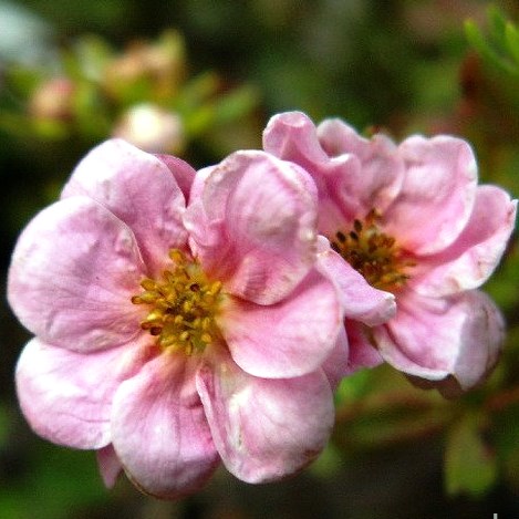 Лапчатка Флоппи Диск с2 h30-40 UL 