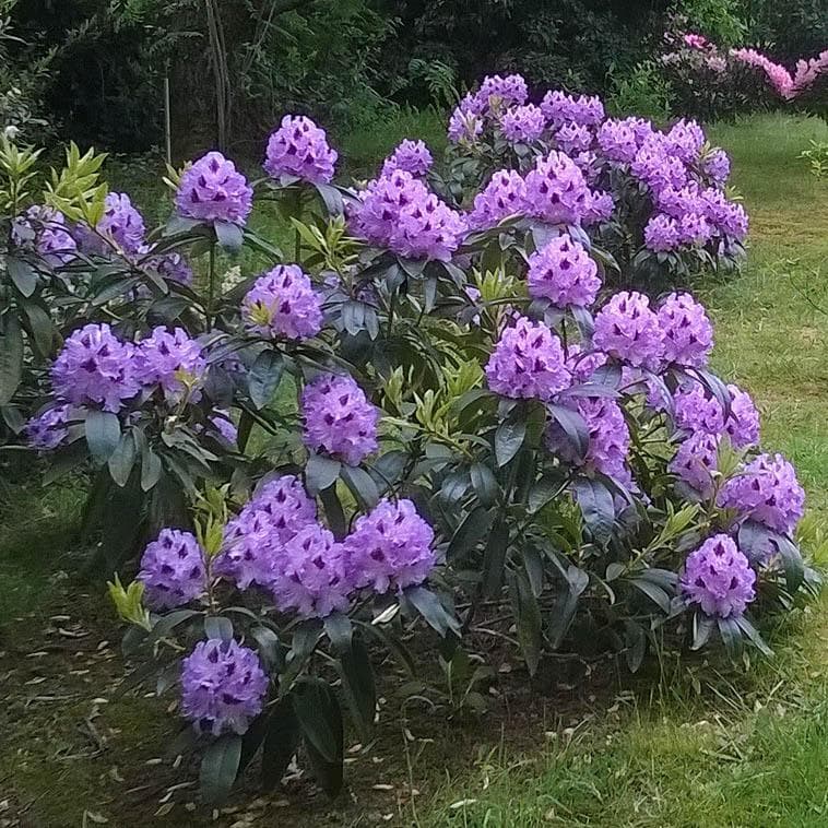 Рододендрон гибридный Питер Алан v1 