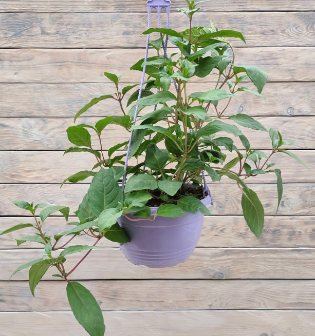 Фуксия ампельная кашпо d23-25 ХР 