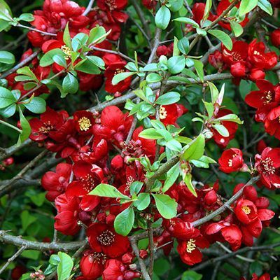 Айва Кримсон энд Голд c2 h20-40 UL 