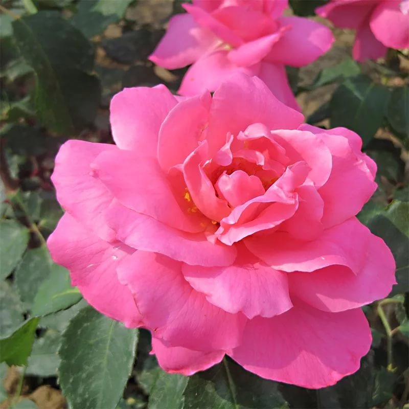 Роза полиантовая Силви Вартан v7 Tim 