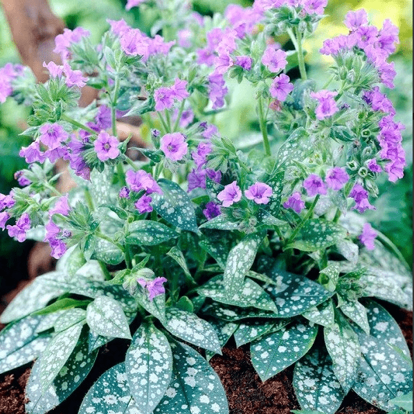 Кариоптерис пестролистный v2 Lav 