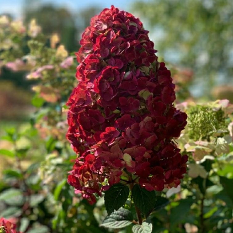 Гортензия метельчатая Самарская Лидия v5 Lav 