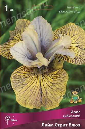 Кореневище Ирис сибирский Лайм Стрит Блюз 1шт Поиск 