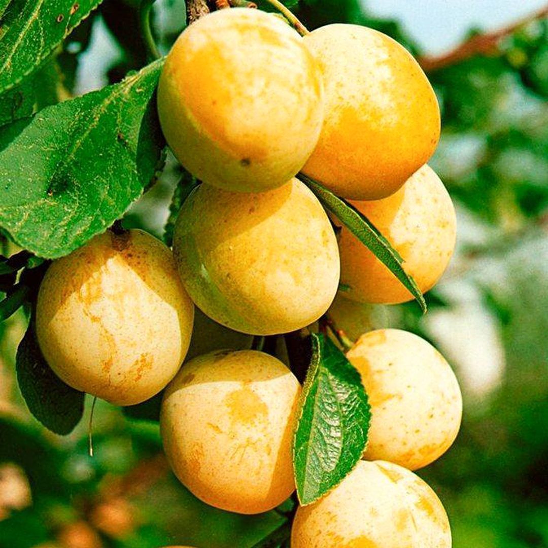 Слива колоновидная Мирабелла v7 100-140 Lav 