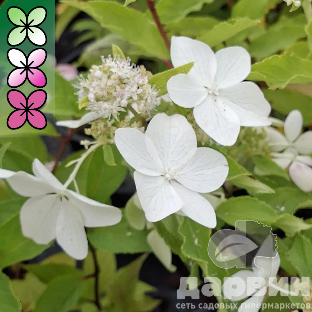 Гортензия метельчатая Лаймлайт v3 Lav 