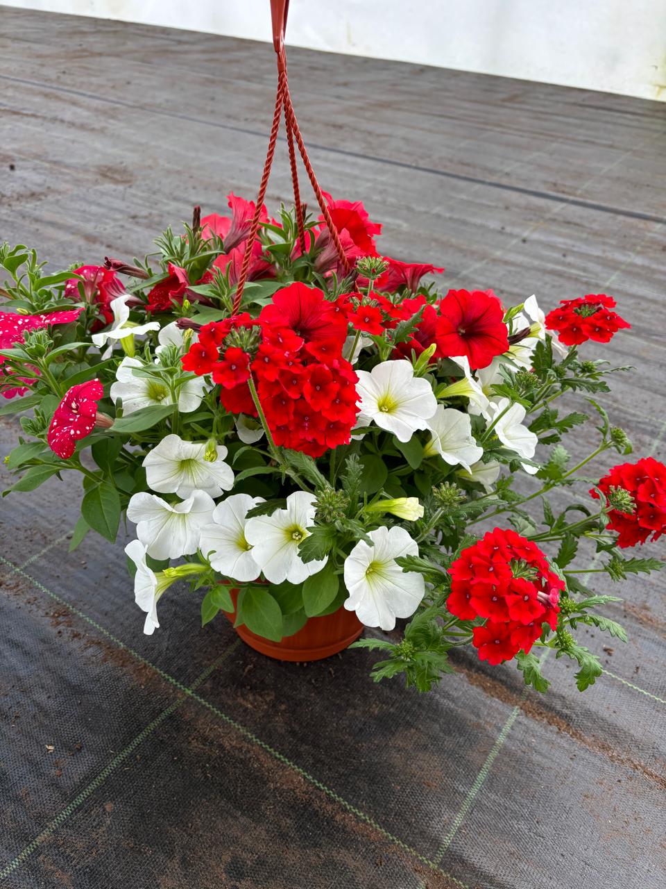 Композиция Гарден конфетти в кашпо  д19 ЦВ 