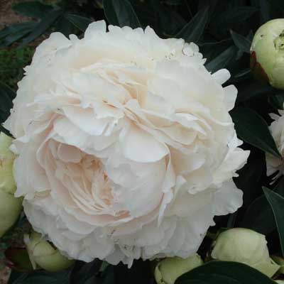 Кореневище Пион молочноцветковый Соланж   1шт Поиск 