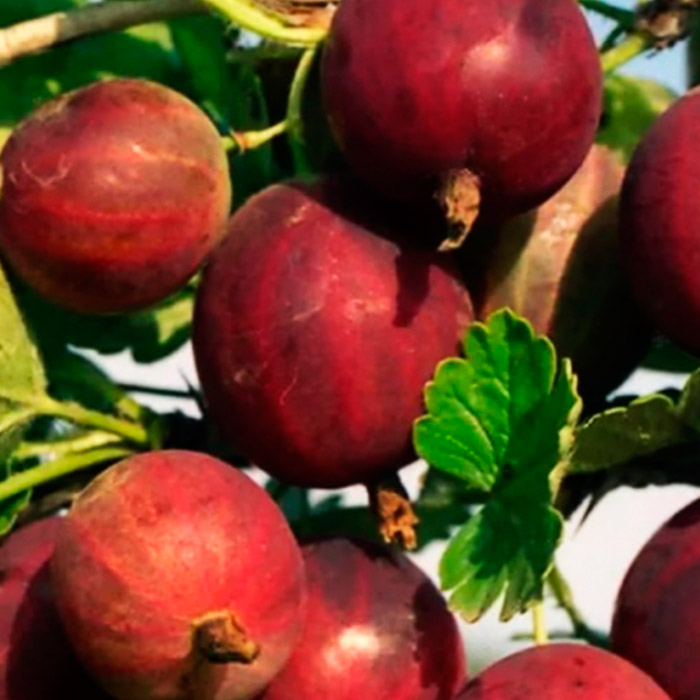 Крыжовник Нарядный, красный Р9 Tim 