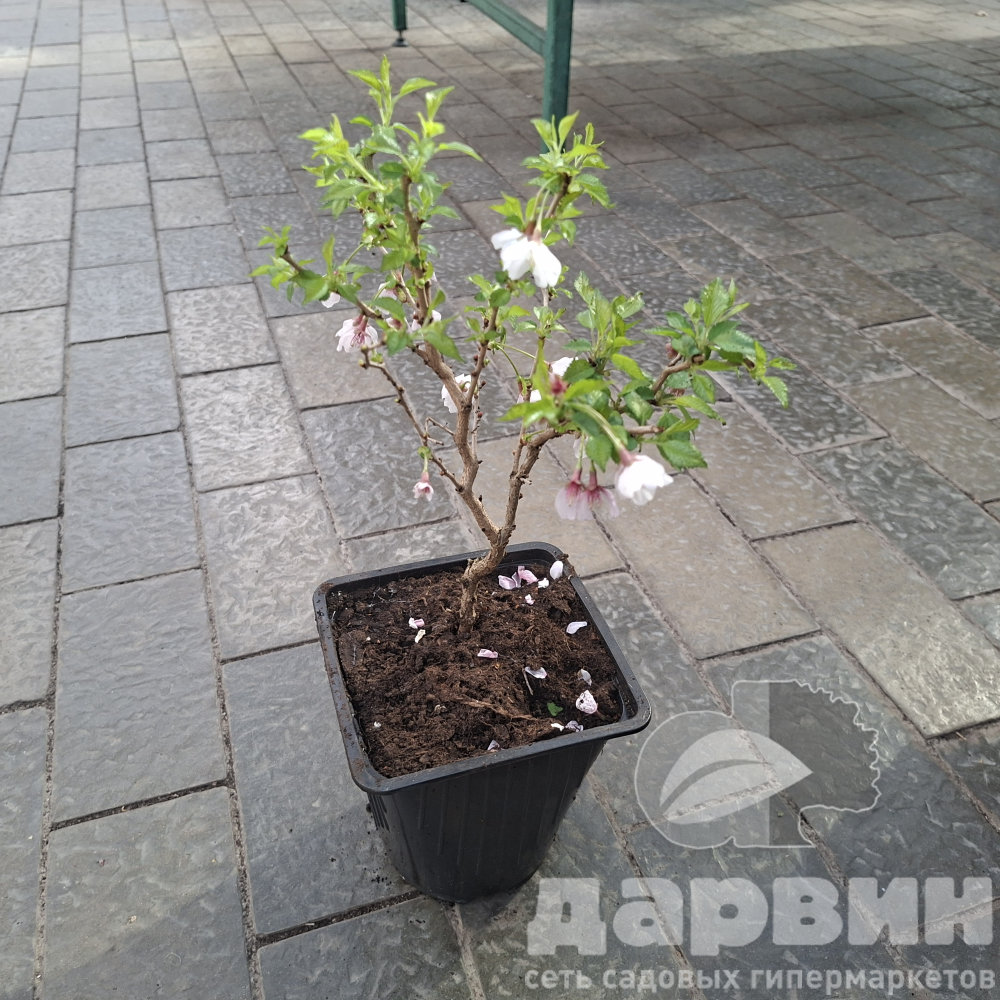 Вишня японская Кои-но-маи v2 Lav 