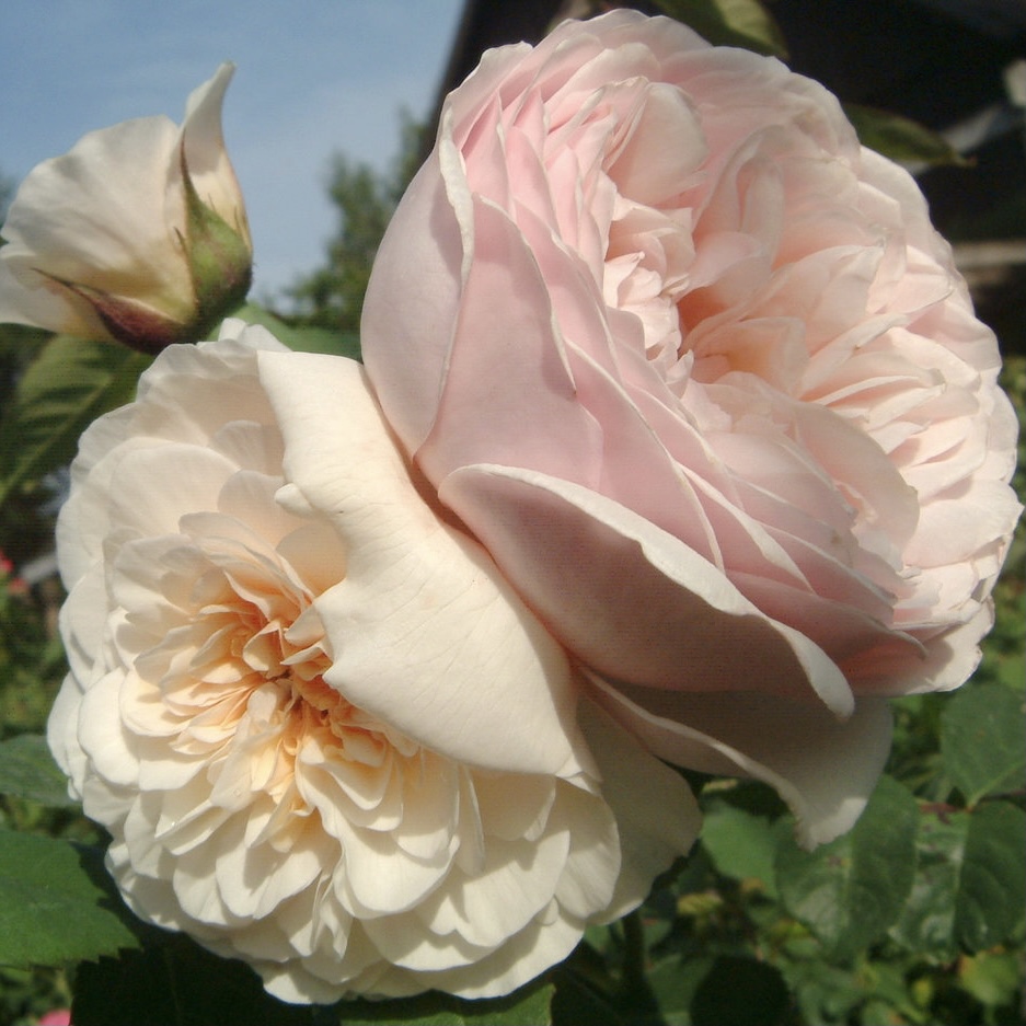 Роза английская Свит Джульет v5 Lav 