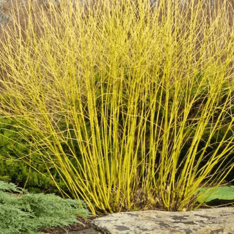 Дерен отпрысковый Баддс Еллоу v5 Lav 