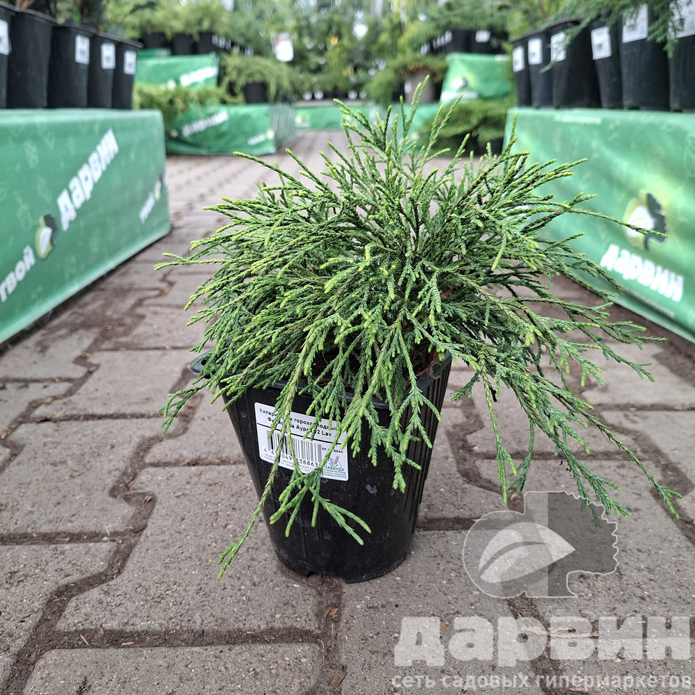 Кипарисовик горохоплодный Филифера Ауреа v2 Lav 