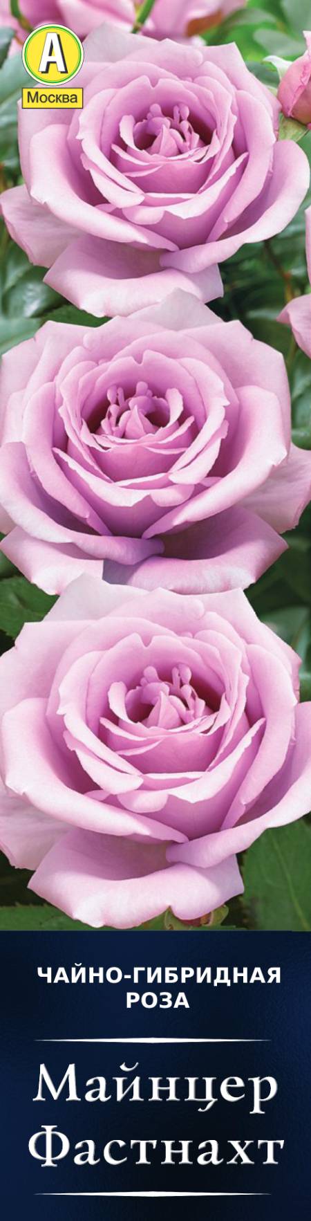 Роза чайно-гибридная Майнцер Фастнахт в коробке Аэлита 