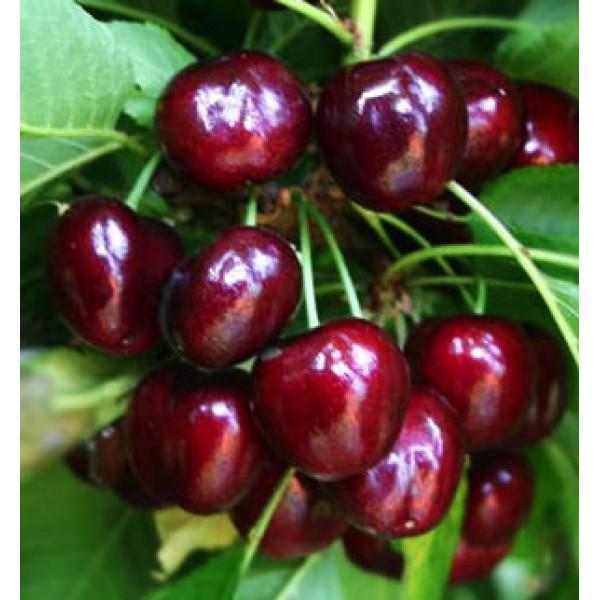 Черешня Василиса v5 100-140 Lav 
