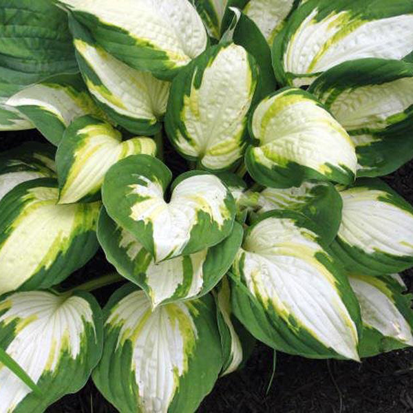 Хоста Вулкан Tim 