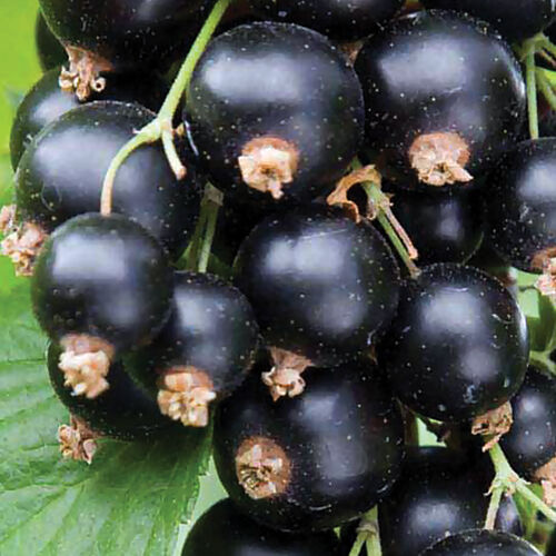 Смородина черная Белорусская сладкая v5 Lav 