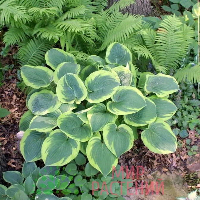 Корневище Хоста гибридная Абиква Мунбим 1 шт Поиск 