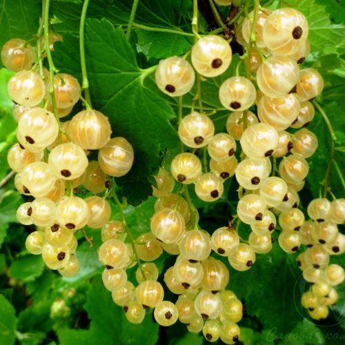 Смородина Версальская белая v1 Tim 