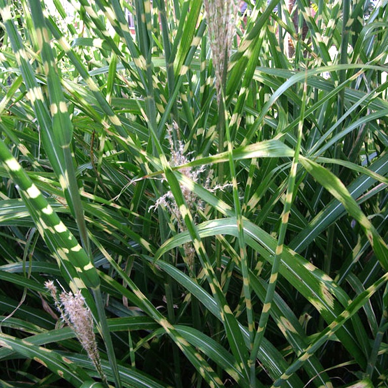 Мискантус китайский Зебринус с3 