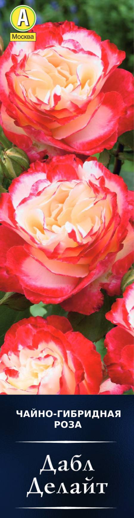 Роза чайно-гибридная Дабл Делайт в коробке Аэлита 