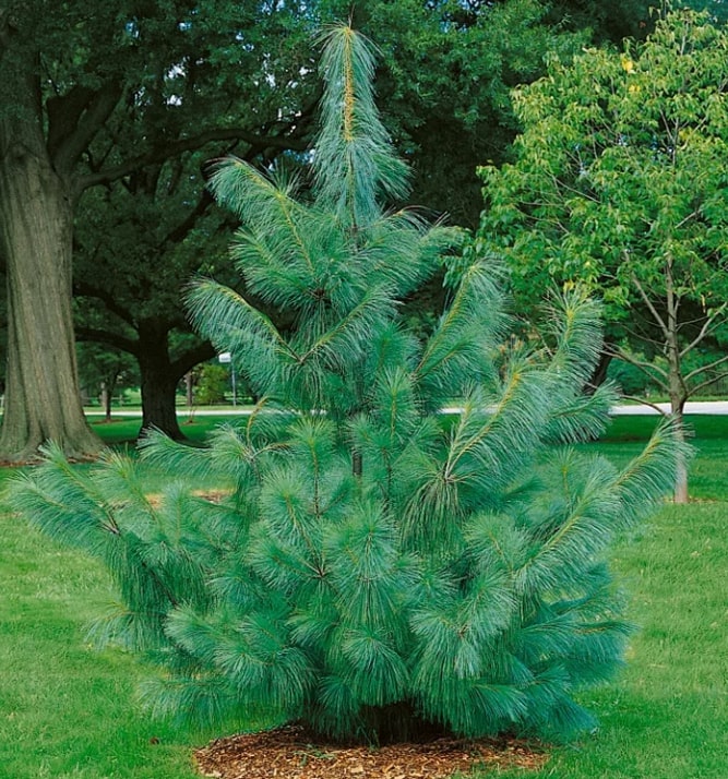 Сосна гималайская v2 Tim по цене  Сосна гималайская v2 Tim