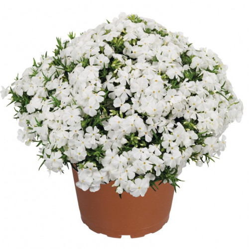 Флокс шиловидный Спринг Вайт d12 Lav 