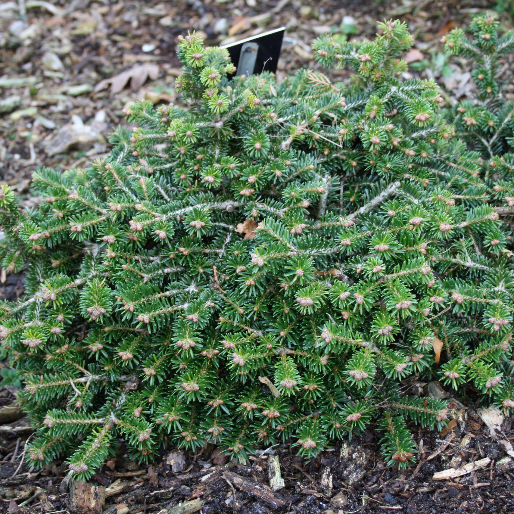 Пихта нордмана Франк v5 25-30 см 