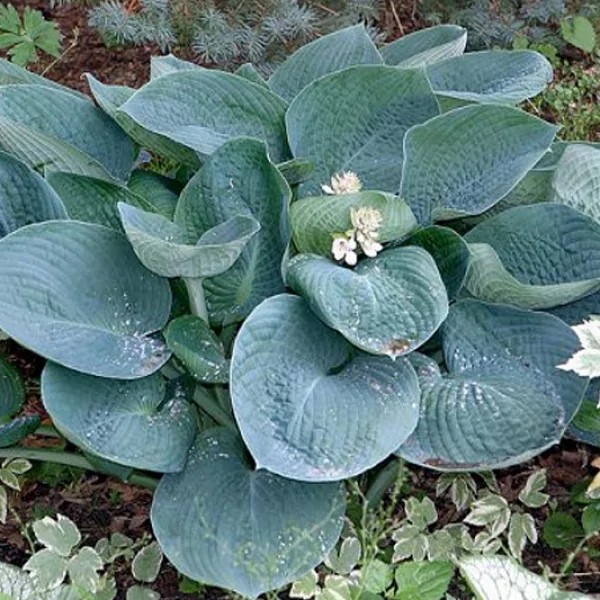 Корневище Хоста гибридная  Абиква Дринкин Гурд  1 шт Поиск 